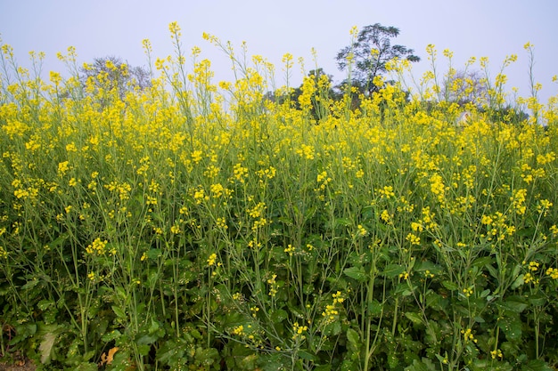 Flores de colza amarillas en el campo con cielo azul enfoque selectivo Vista del paisaje natural
