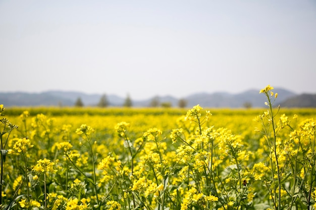 Flores de colza en el campo florece en primavera