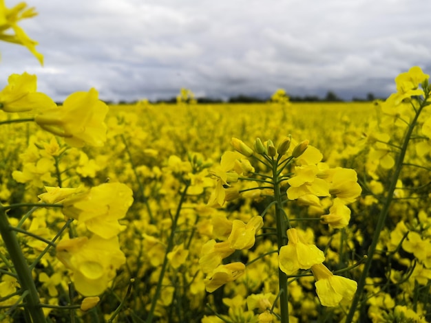 Foto flores de colza