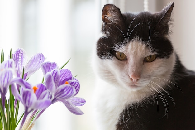 Flores com cheiro de gato