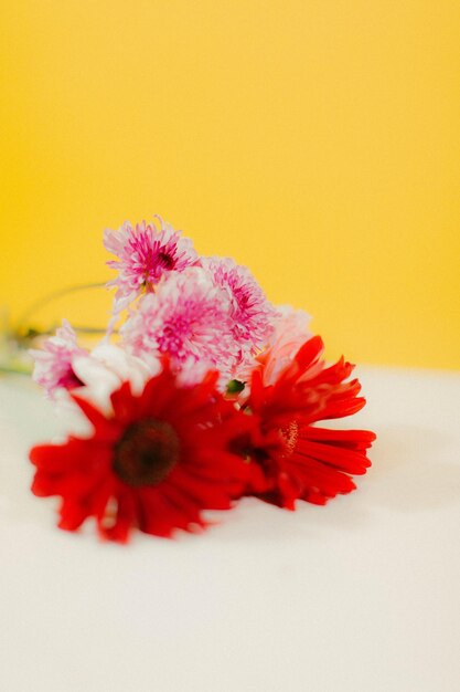 Foto flores com fundo amarelo