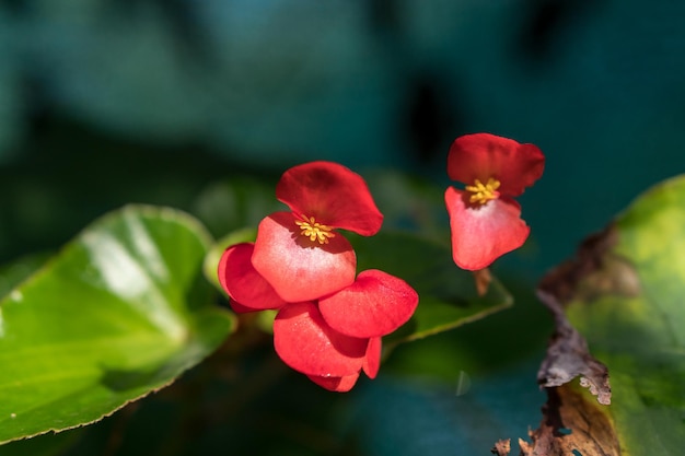 Flores com insetos no jardim da casa de campo