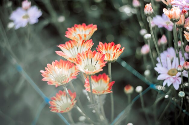 Flores com pétalas de laranja