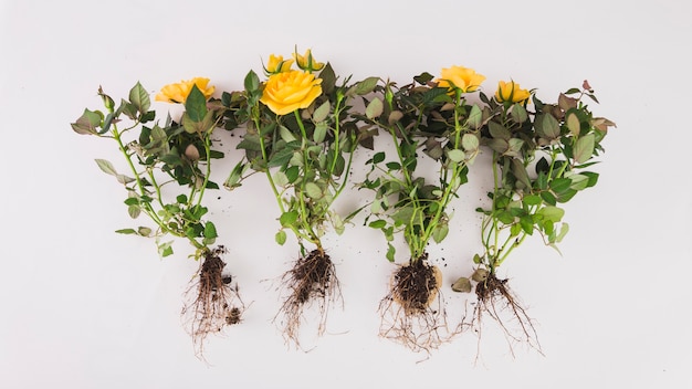 Foto flores com raízes em branco