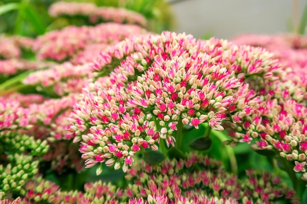 Flores comuns de Stonecrop crescem em um jardim de flores