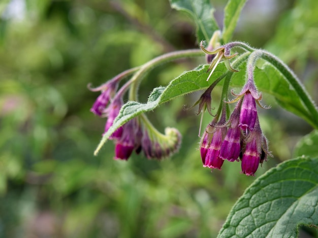 Flores de consuelda común