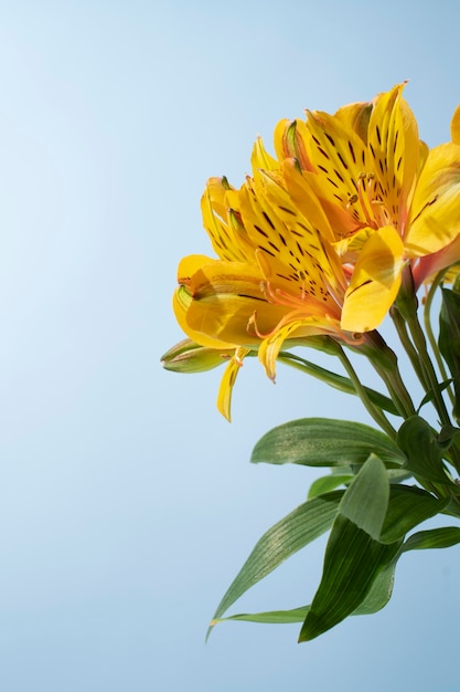 Foto flores contra el cielo