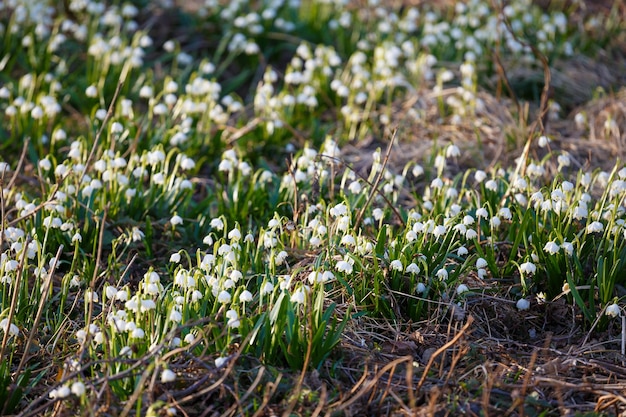 Flores de copo de nieve de primavera blanca leucojum vernum fondo de primavera