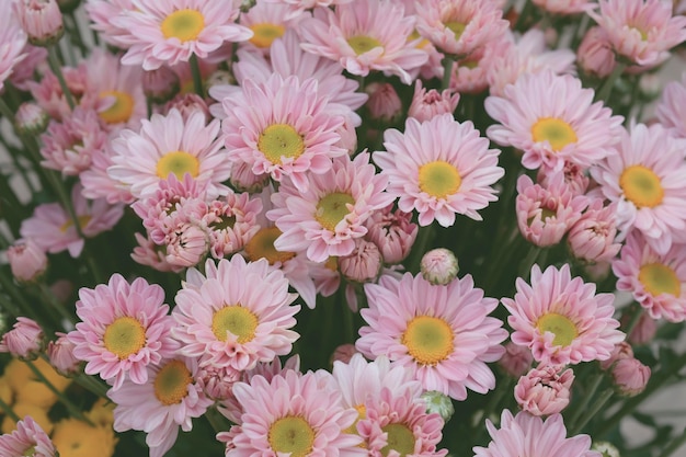 Foto flores cor-de-rosa a florescer ao ar livre