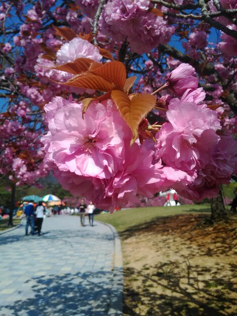 Foto flores cor-de-rosa a florescer na árvore
