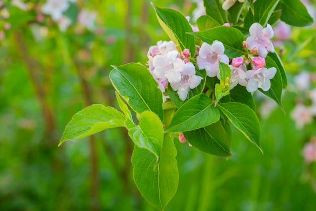 Flores cor-de-rosa abundantes de Weigela florida em meados de maio