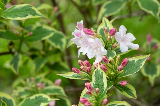 Flores cor-de-rosa abundantes de Weigela florida em meados de maio