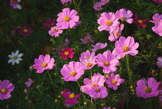 Flores cor-de-rosa bonitas do cosmos no jardim,