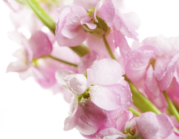 Flores cor de rosa close-up