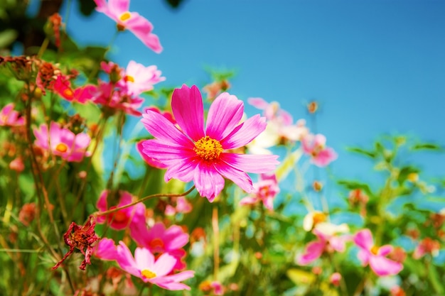 Flores cor de rosa com céu ensolarado.