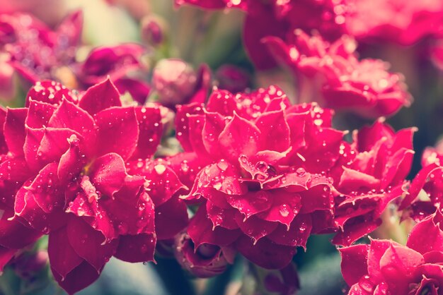 Flores cor de rosa com orvalho