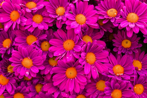 Foto flores cor de rosa com pétalas bonitas