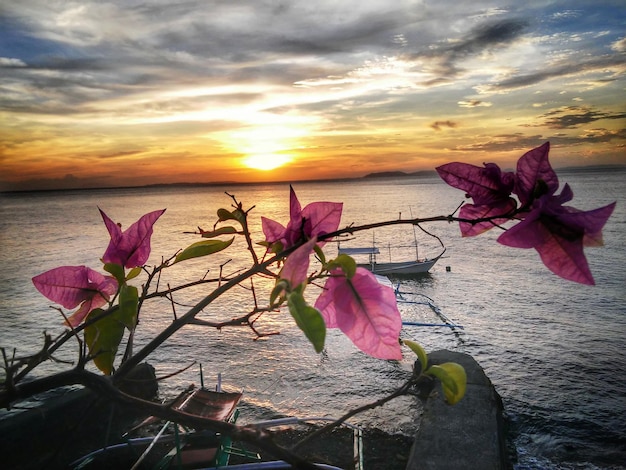 Flores cor-de-rosa crescendo ao lado do mar contra o céu durante o pôr-do-sol