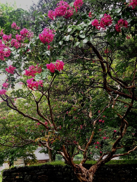 Flores cor-de-rosa crescendo na árvore