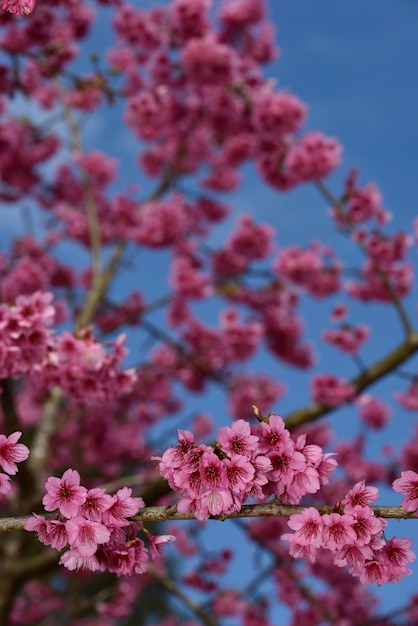 Flores cor-de-rosa da cereja selvagem do Himalaia em seu galho com fundo de céu azul profundo