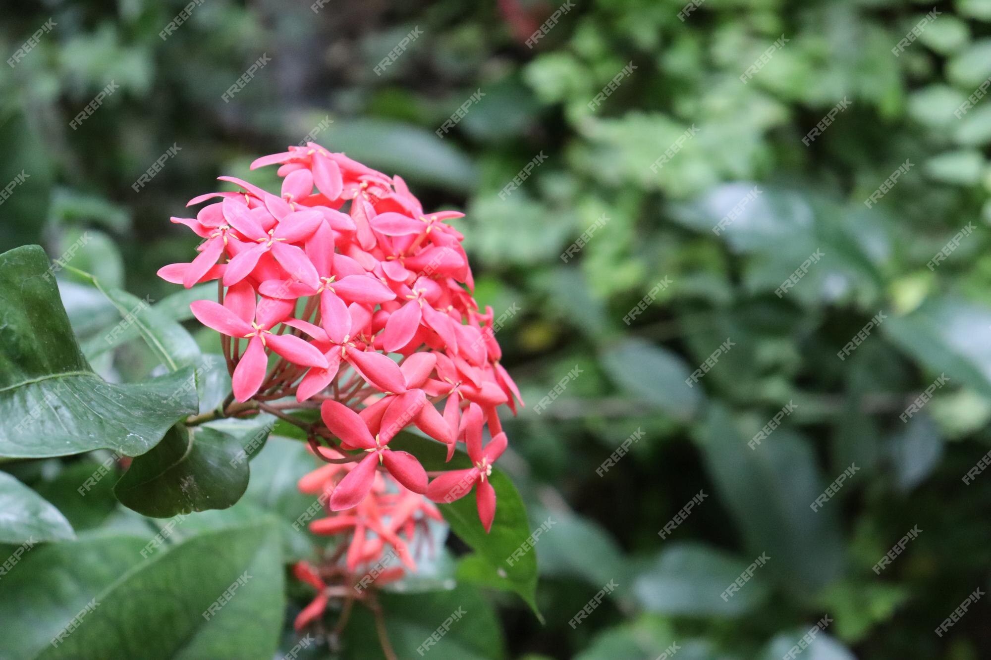 Flores cor de rosa da espécie ixora coccinea rosada | Foto Premium