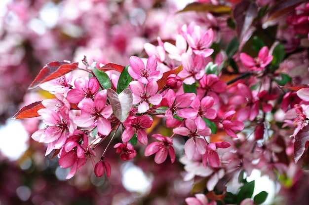 flores cor de rosa da macieira paraíso em flor