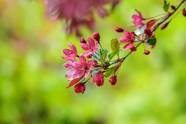 Flores cor de rosa da macieira paraíso em flor