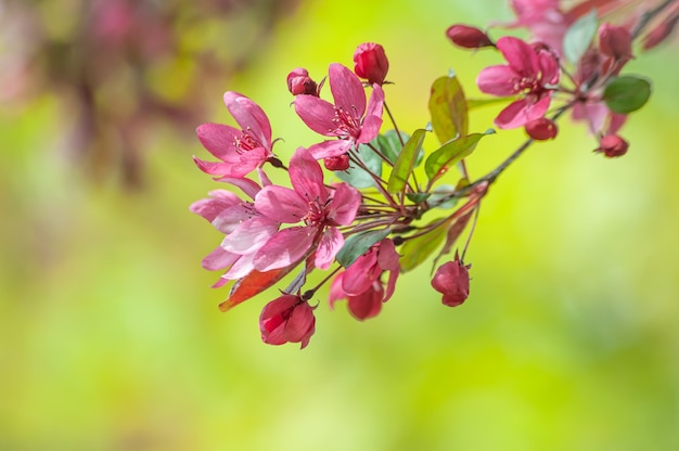 flores cor de rosa da macieira paraíso em flor