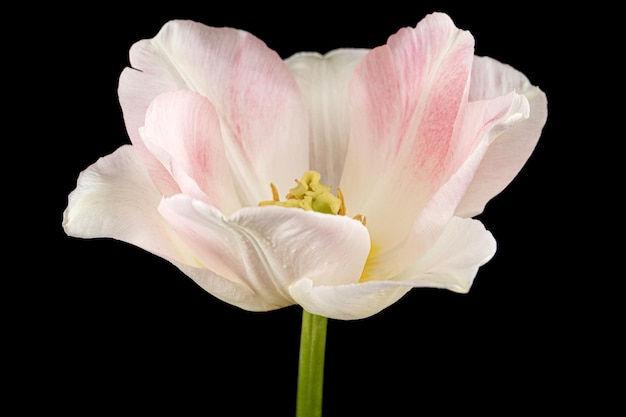 Flores cor de rosa da tulipa Angelique isoladas em fundo preto