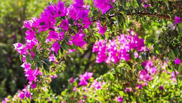 Flores cor-de-rosa de Begonville em plantas mediterrâneas de dia ensolarado no jardim Fundo floral