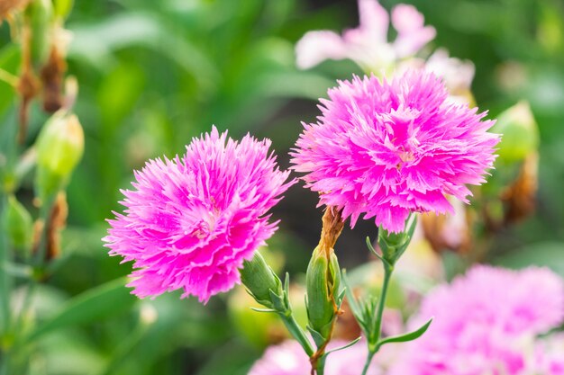 Flores cor-de-rosa de Chinensis do cravo-da-índia no jardim.