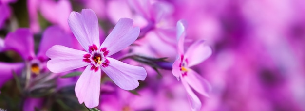 Flores cor de rosa de flox rastejante em fundo floral de primavera