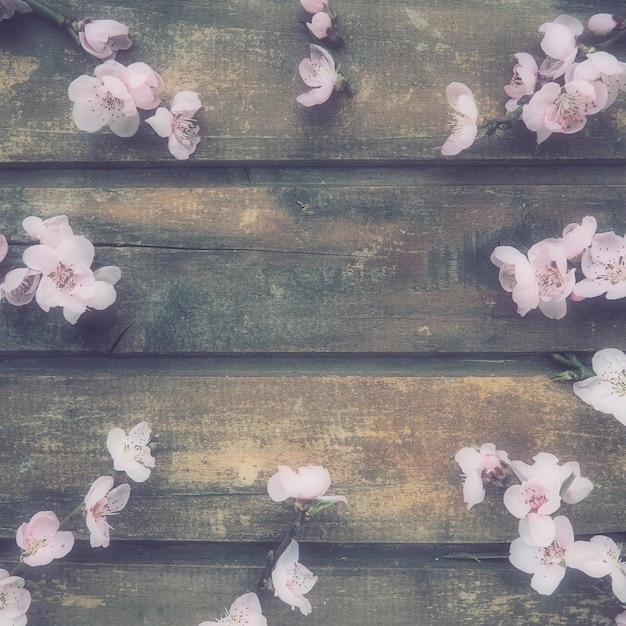 Flores cor de rosa de macieira ou pessegueiro em tábuas de madeira Delicadas inflorescências dispostas em círculo Foco suave Primavera tema férias spa beleza interior de casa Copie espaço plano lay Natureza morta