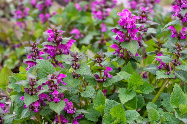 Flores cor-de-rosa de plantas medicinais de Lamium maculatum de urtiga manchada no jardim