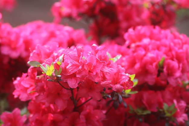 Flores cor-de-rosa de rododendro no parque de primavera