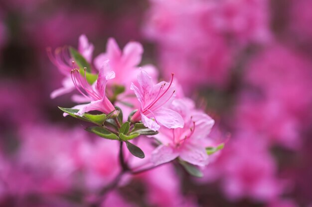 Flores cor-de-rosa de rododendro no parque de primavera