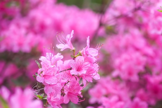 Foto flores cor-de-rosa de rododendro no parque de primavera