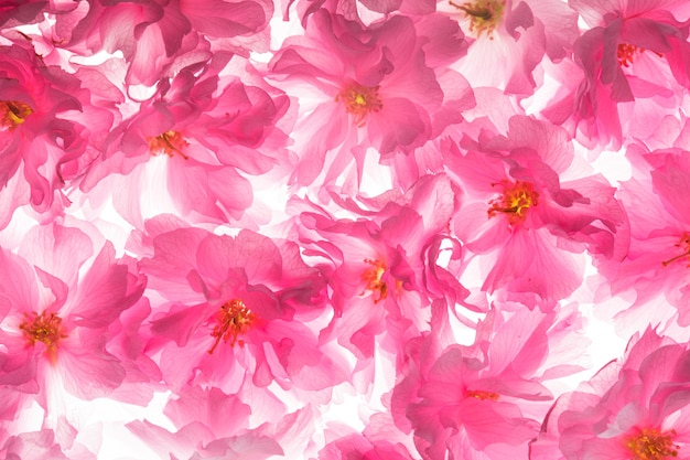Flores cor de rosa de sakura como um fundo