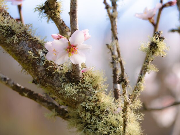 Flores cor de rosa de uma amendoeira prunus dulcis nos galhos da árvore coberta de líquenes no início da primavera em um dia ensolarado e um fundo fora de foco