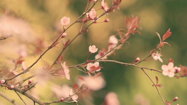 Flores cor-de-rosa de uma árvore frutífera árvores com flores rosas flores de sakura na primavera florescem no ramo