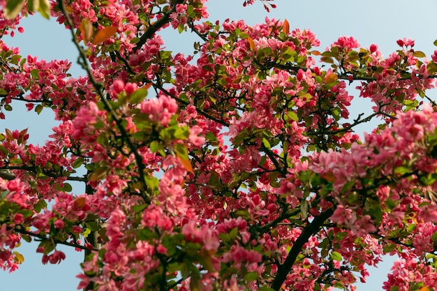 Foto flores cor-de-rosa de uma maçã em flor um belo fundo floral