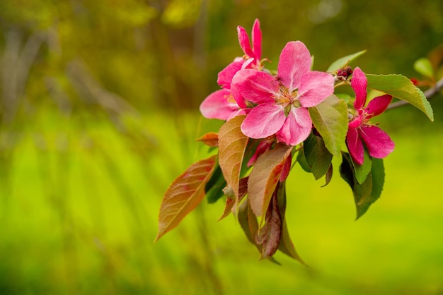 Flores cor de rosa de uma macieira Jardim florido da primavera