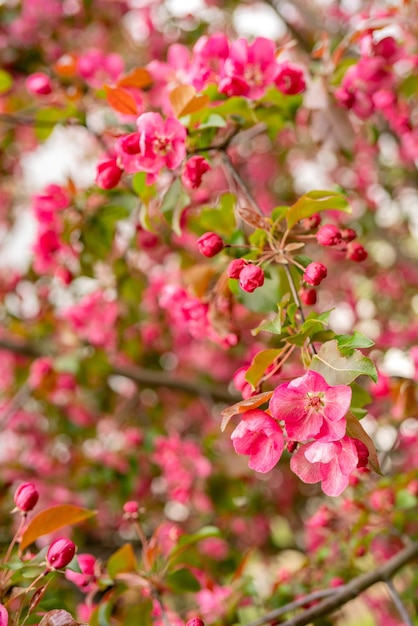 Flores cor de rosa de uma macieira Jardim florido da primavera