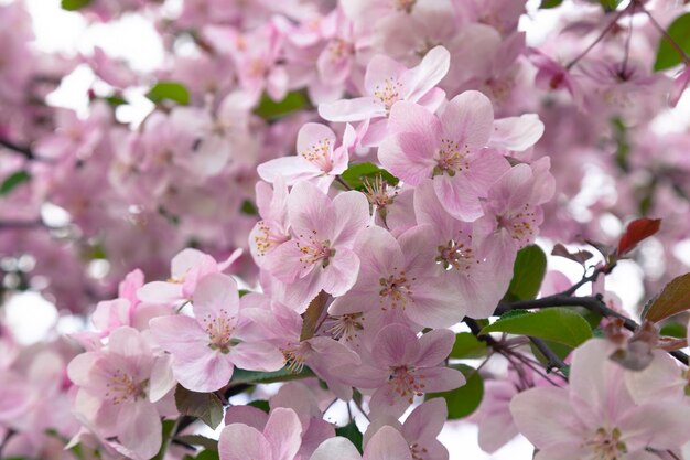 Flores cor de rosa de uma macieira ornamental no parque