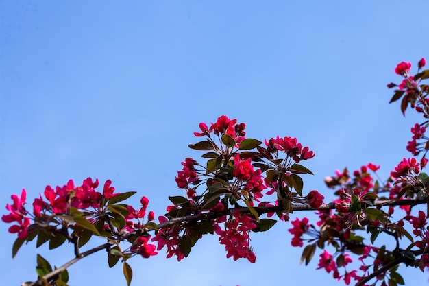 Flores cor de rosa desabrocham