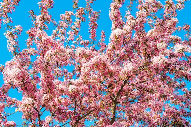 Flores cor de rosa desabrochando macieira contra o céu azul