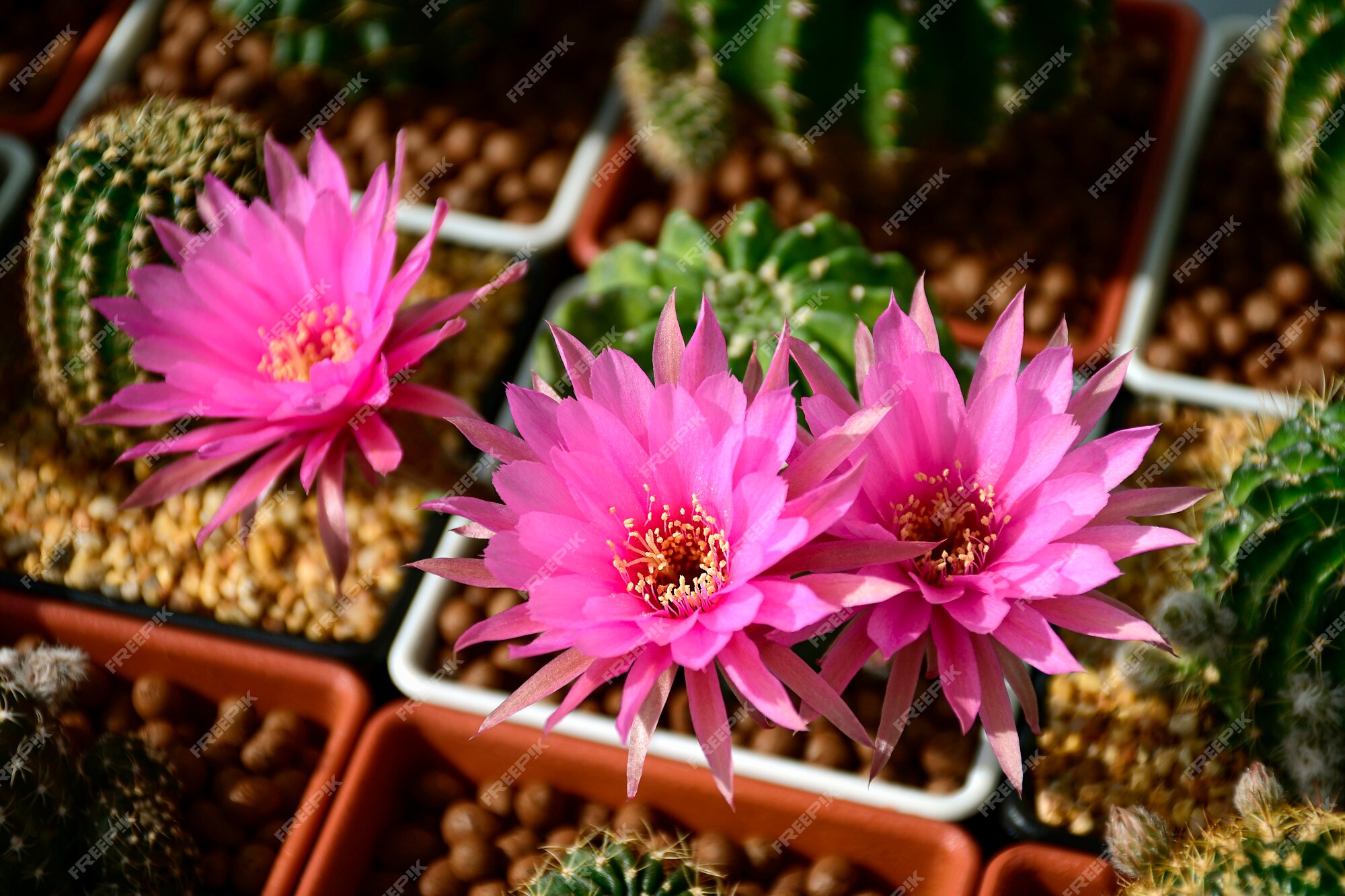 Flores cor-de-rosa do cacto híbrido entre echinopsis e lobivia. | Foto  Premium