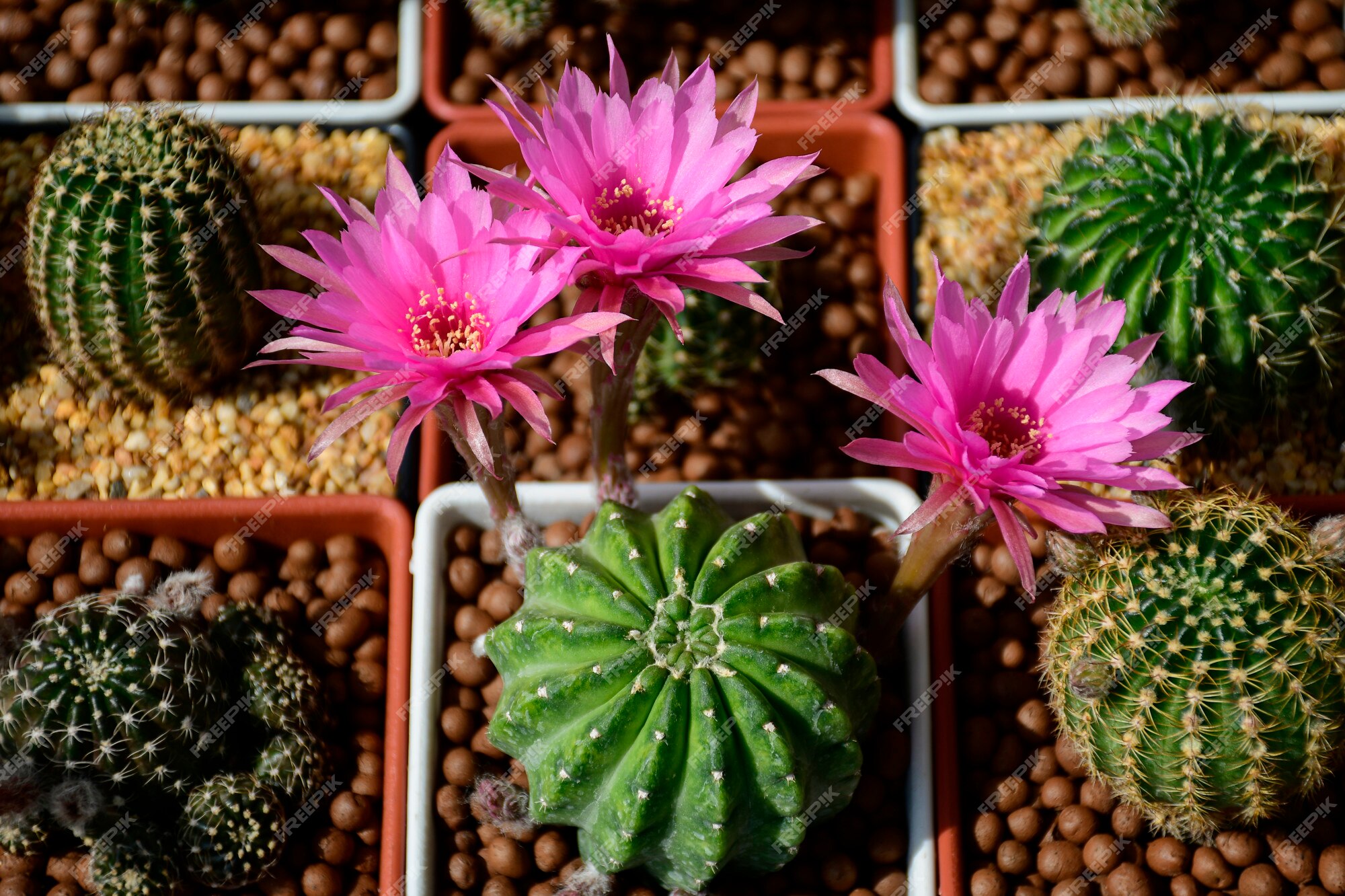 Flores cor-de-rosa do cacto híbrido entre echinopsis e lobivia. | Foto  Premium