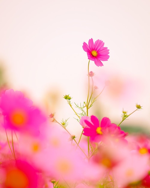 Flores cor-de-rosa do cosmos a florescer ao ar livre