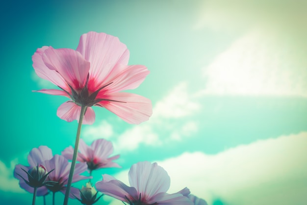 Flores cor-de-rosa do cosmos com o filtro retro do céu azul como o fundo